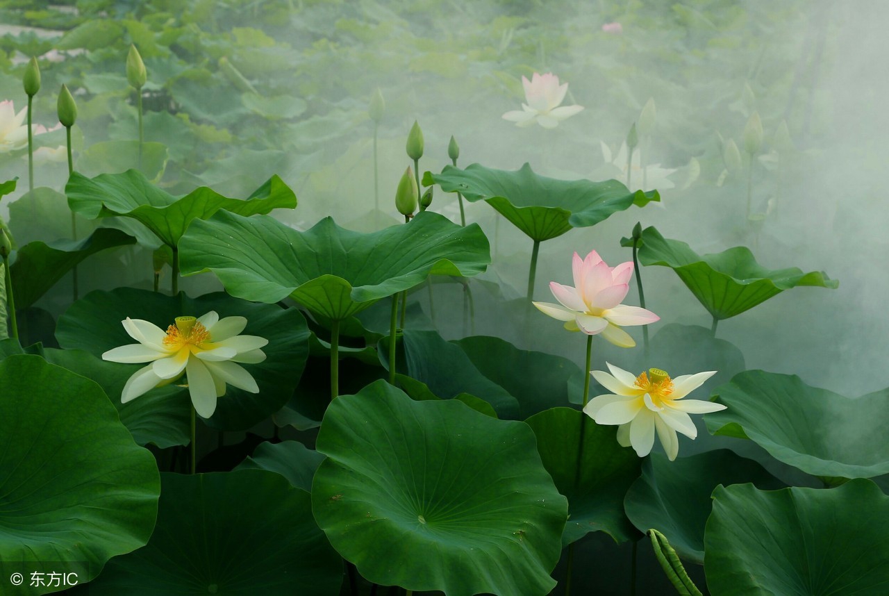 中国八大文学经典,中国八大诗