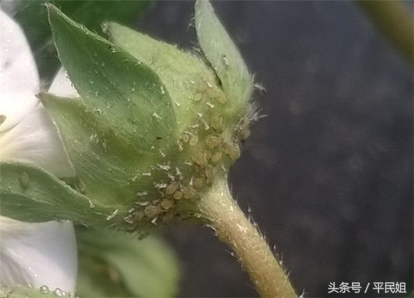 草莓蓟马蚜虫红蜘蛛危害图片,草莓蚜虫怎么治最简单的方法