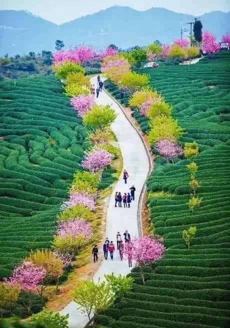 赏花小众景点,发现一处绝美赏花打卡地