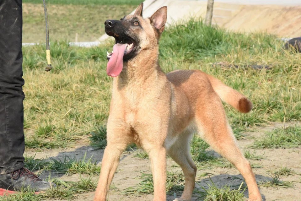 训练马犬科目和实际科目，马犬基础科目训练