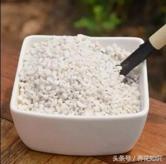 铁树的根全部烂了还能救活吗,发财树根烂了怎么救活有效