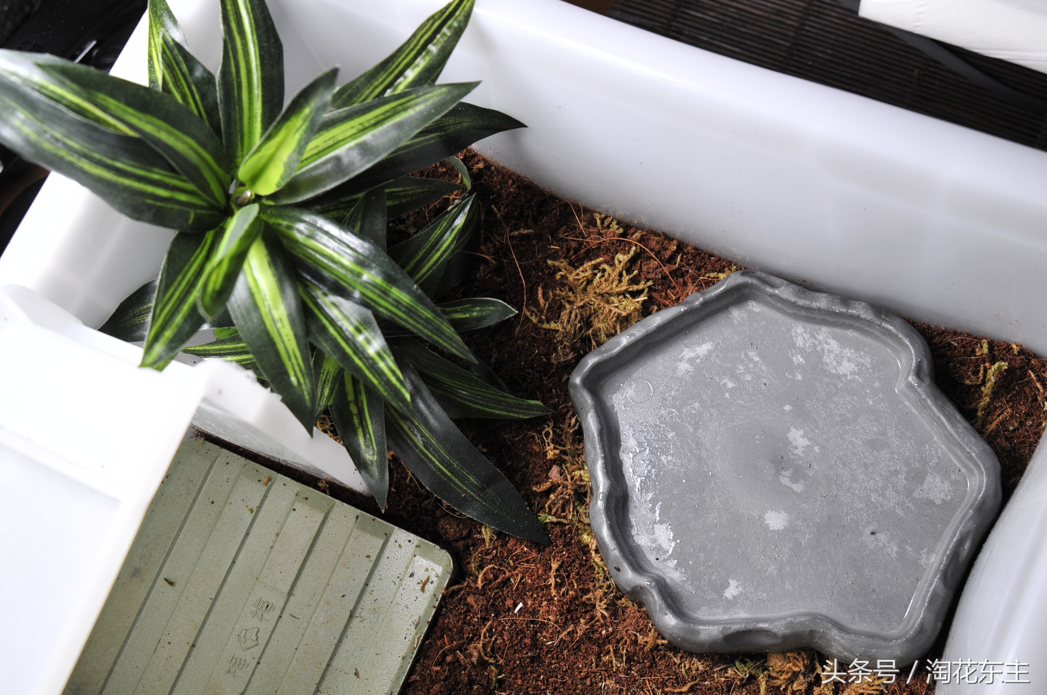 黄缘盒龟变漂亮的秘密,黄缘盒龟布景