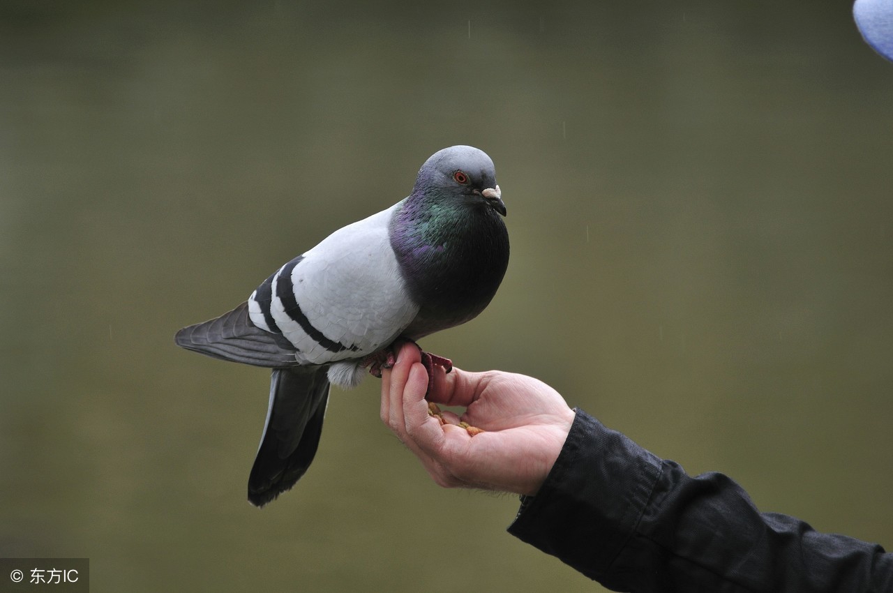 蔡仲淮培训教学,蔡仲淮老师的培训