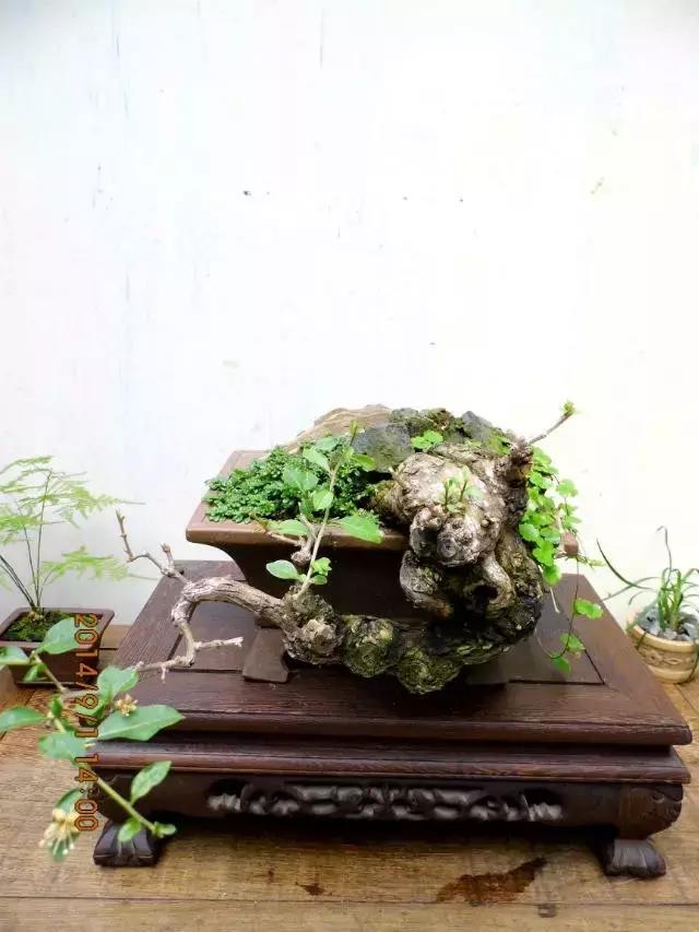 山宗山先生枸杞精品养护心得