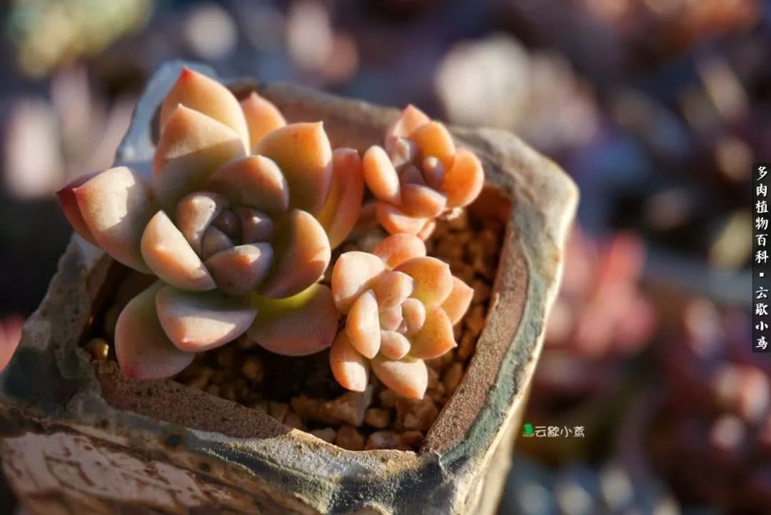 不负人间风月,不负人间风月创作的原声