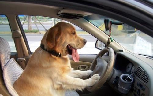 铲屎官再见——车辆交强险详解（五）