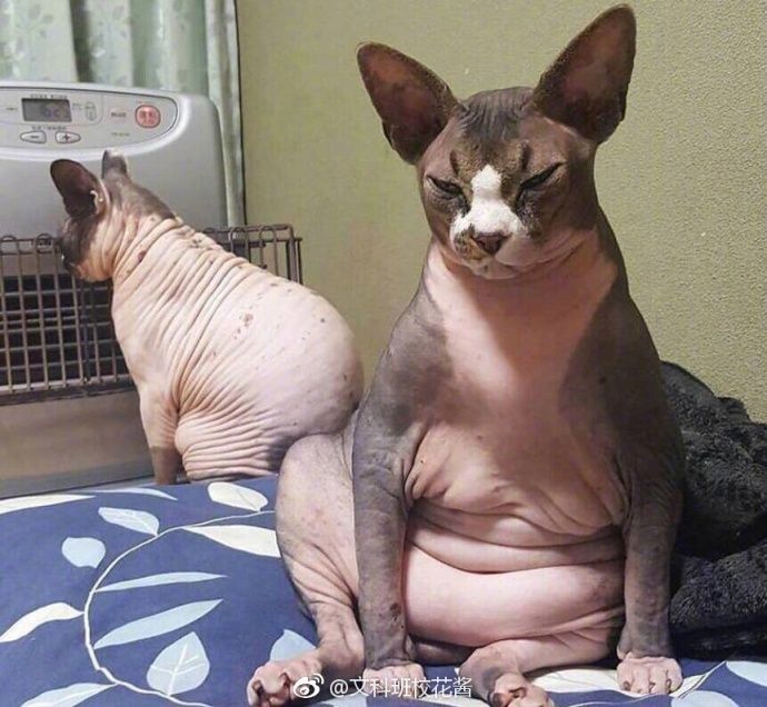 养一只无毛猫的真实感受,养一只无毛猫要多少钱