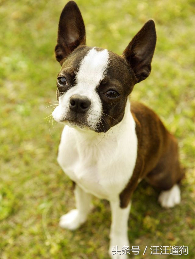 每日一狗二哈最新视频,每日一狗二哈全集