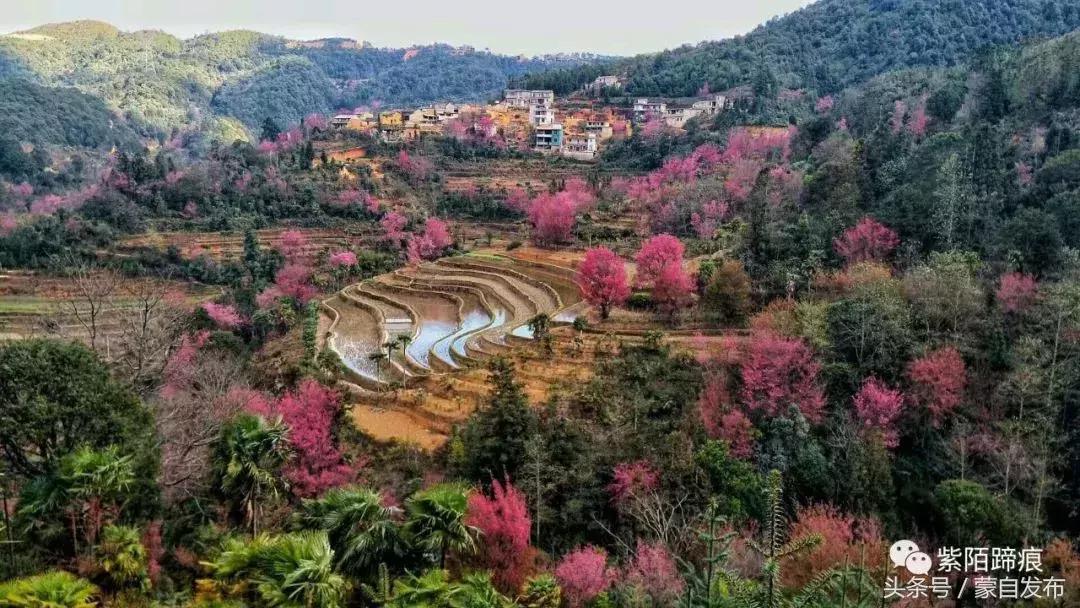 美丽的樱花谷美景,樱花谷美丽的好地方