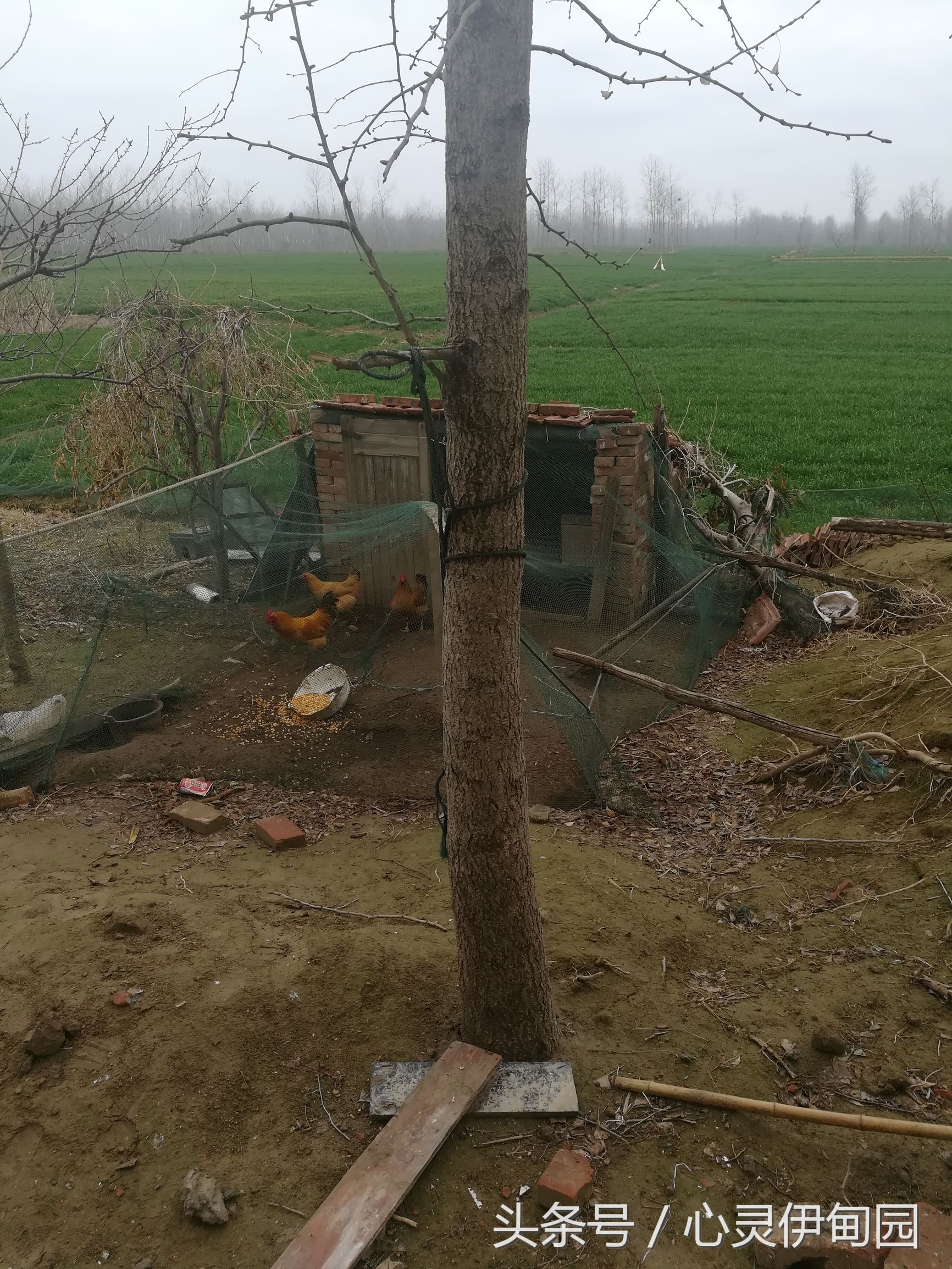 中华麋鹿园,中华麋鹿基地