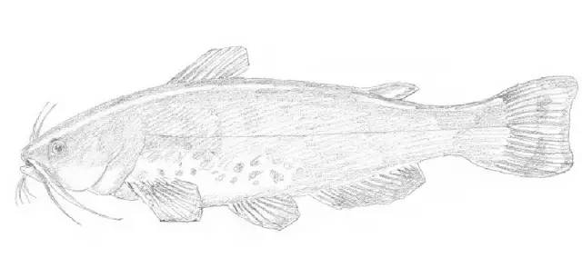 素描入门零基础教程动漫人物,素描入门零基础教程排线握笔