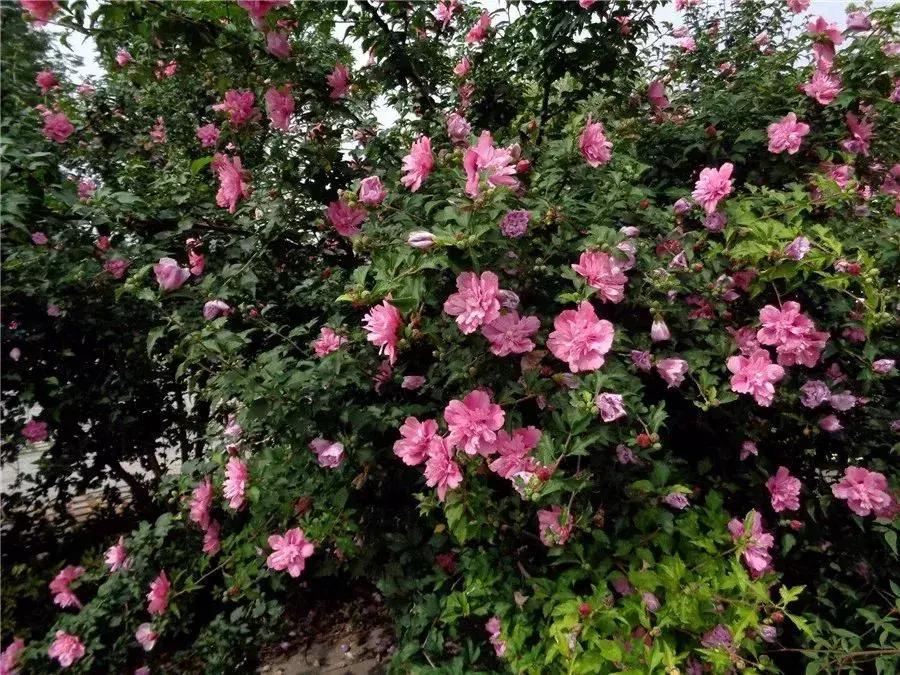 木槿，应用优势明显的乡土花木