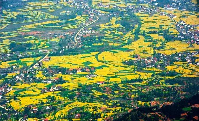 中国十大最美油菜花前十位,中国最美十大油菜花田排名