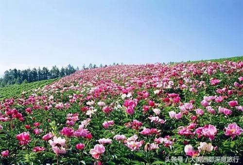 大连英歌石植物园赏花时间表,2022常州公园赏花时间表