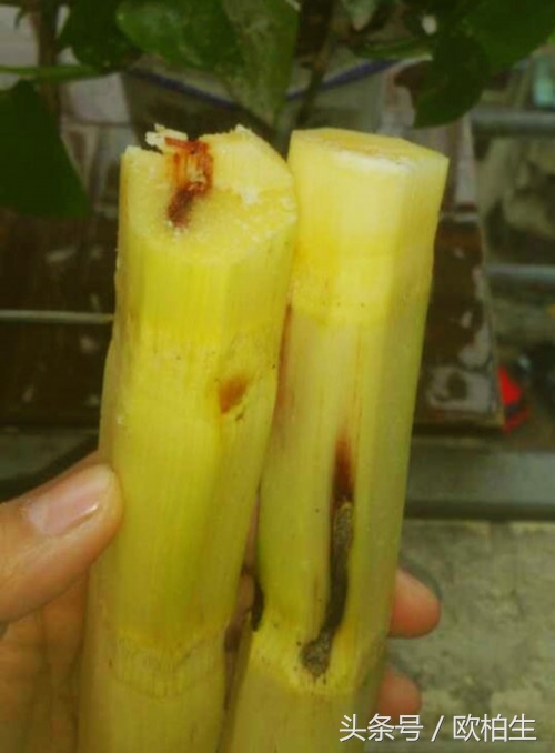 吃了霉变的甘蔗会怎么样,霉变甘蔗有毒不能吃图片