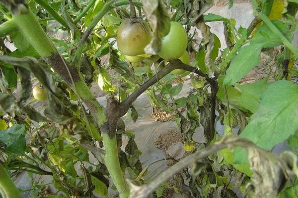 西红柿果实病害图谱大全及病名字,西红柿常见27种病害图片