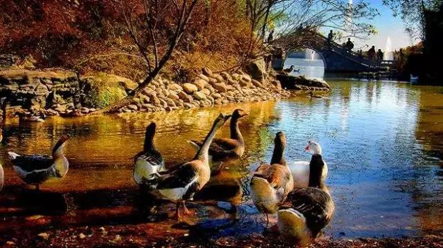 北京各区16处免费森林公园,北京最新40个公园