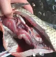 鱼类败血症,鱼病毒性败血症