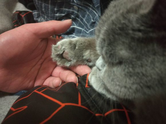 确诊猫传腹最佳方法,蓝猫知道要绝育对主人大喊大叫