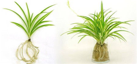 姘村煿鍗峰彾鍚婂叞,閲戦奔鍚婂叞姘村煿