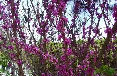 北京各区16处免费森林公园,北京最新40个公园