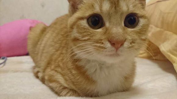 橘猫掉毛用剪刀剪,中华田园猫橘猫走丢了会回来吗