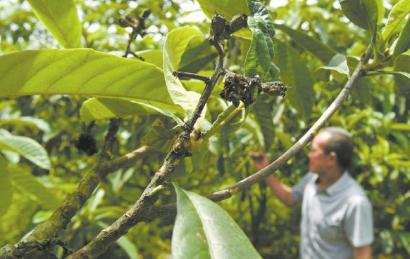 中江枇杷价格,四川德阳枇杷多少钱一斤