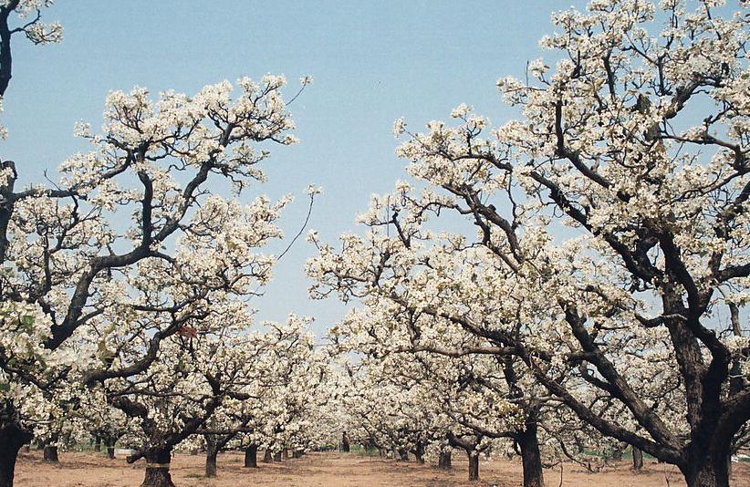 来一趟重庆带什么好,如果有朋友来重庆你会带他去哪