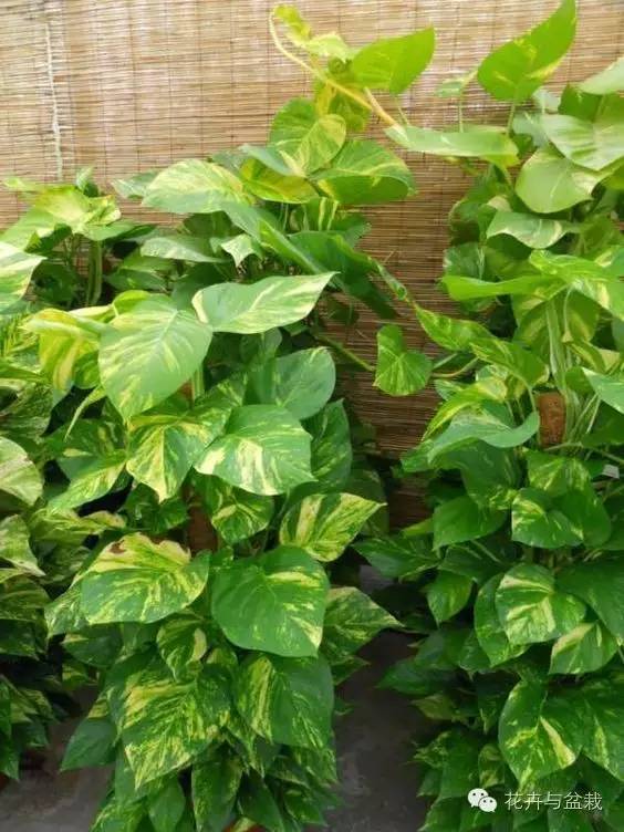 绿萝为什么不扎根绿萝柱,绿萝柱的绿萝是一般品种吗