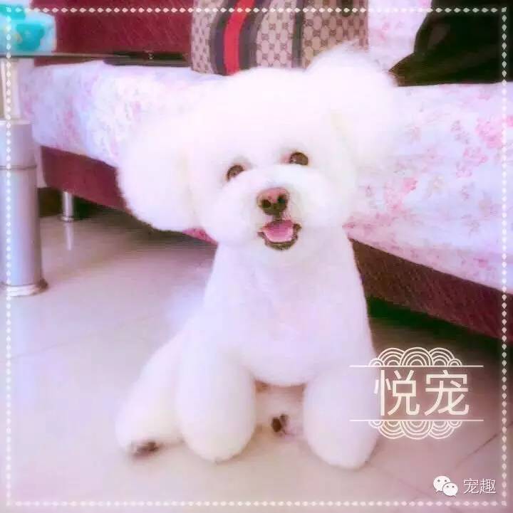 给宠物美容有什么讲究,猫狗去泪痕吃什么好