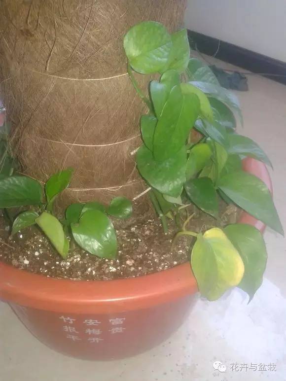 绿萝为什么不扎根绿萝柱,绿萝柱的绿萝是一般品种吗