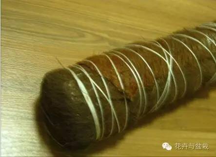 绿萝为什么不扎根绿萝柱,绿萝柱的绿萝是一般品种吗