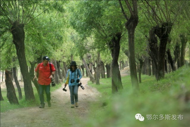 沙漠大峡谷风景区,鄂尔多斯沙漠峡谷