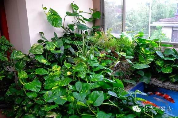 绿萝为什么不扎根绿萝柱,绿萝柱的绿萝是一般品种吗