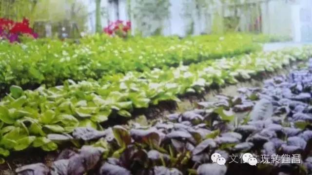 三峡小镇全景图,三峡童年小镇