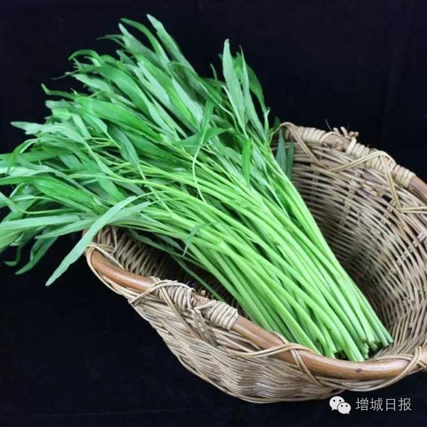 最近,这两种菜在增城大量出售,吃了后居然会