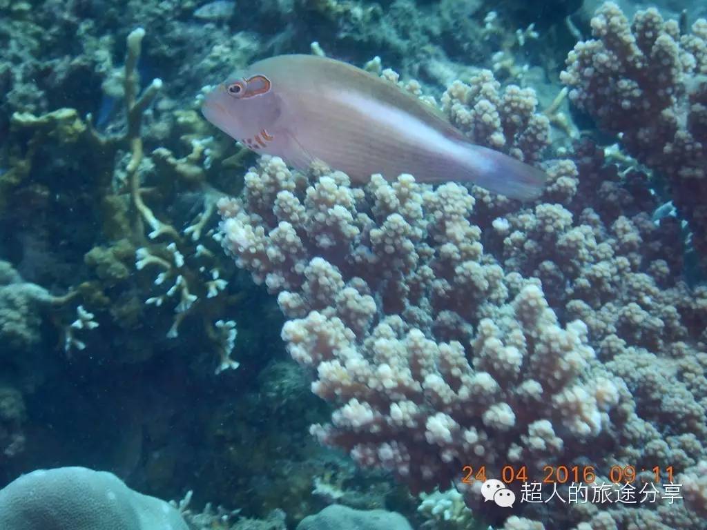 潜水芽庄,芽庄哪个岛适合潜水