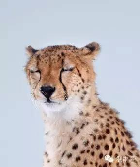 别以为猫咕噜就一定很爽（猫震动）