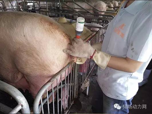 技术警惕!夏季母猪产后流脓增多,需紧急预防处理