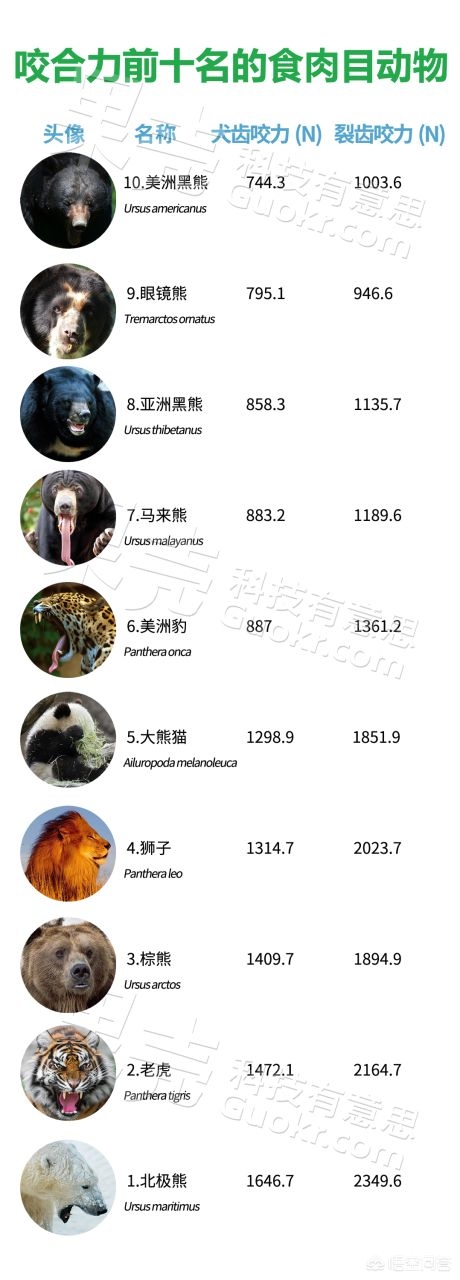 大熊猫吃羊怎么处理,野生大熊猫被什么动物吃了