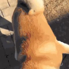 閫佺嫍鐙楀涓ソ浜哄骞夸笢,鏇跨嫍鐙楁壘鍒板ソ浜哄