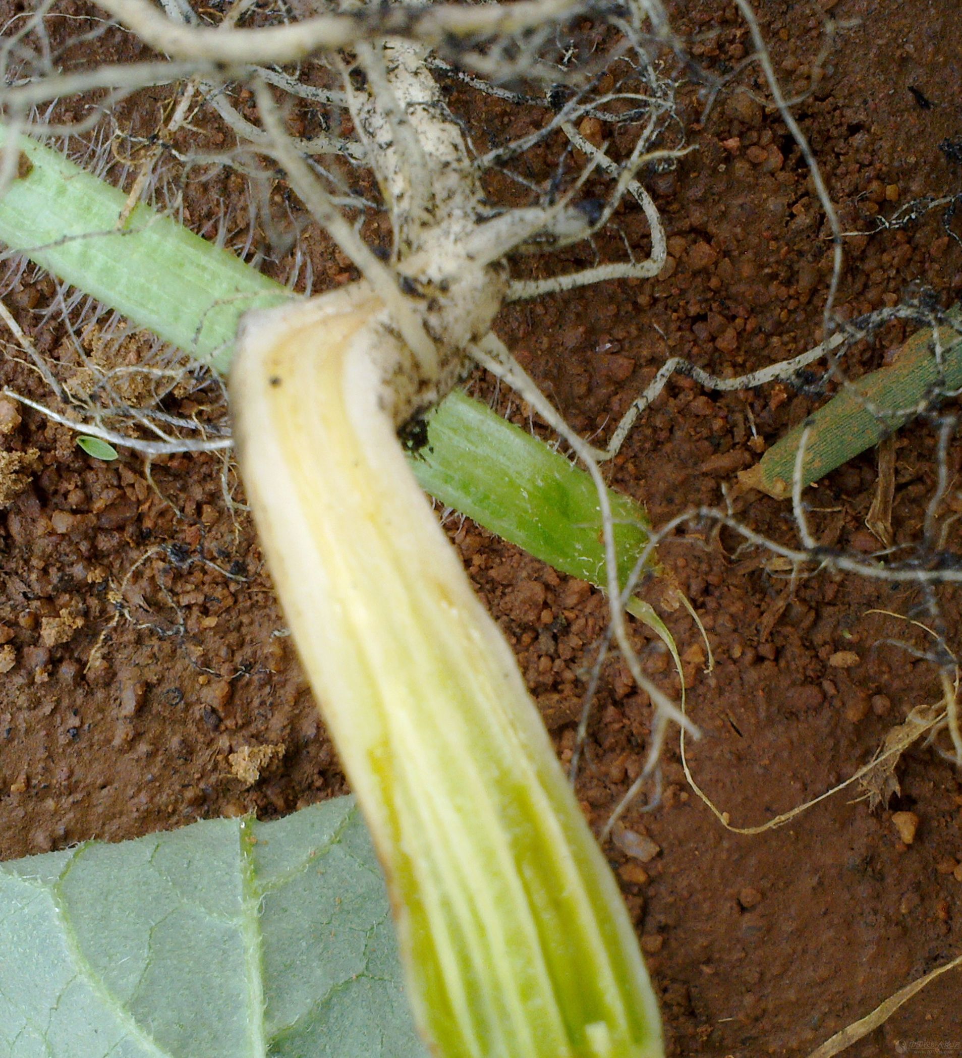 露天西瓜坐瓜期枯萎病怎么治疗,西瓜根施多菌灵能治枯萎病吗