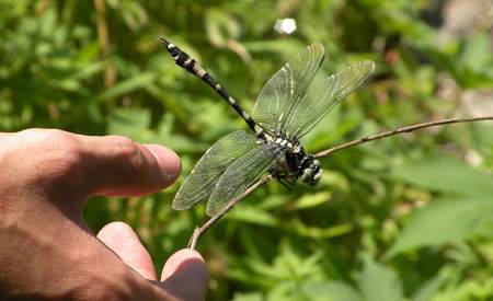 马未都执壶,马未都知了猴