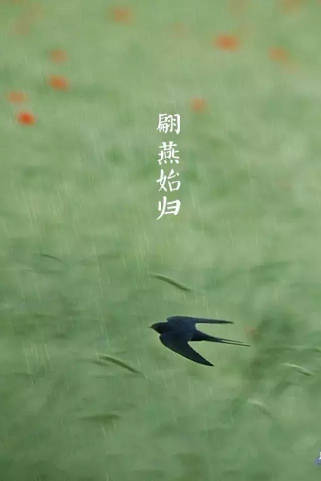 二十四节气惊蛰是哪一天,二十四节气惊蛰怎么画