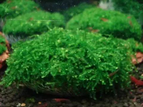 垂泪莫斯和三角莫斯火焰莫斯,莫斯水草球做法