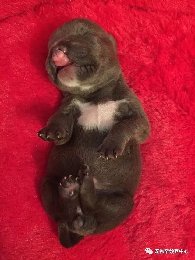 刚出生的狗狗上腭裂,刚出生的狗狗被主人遗弃