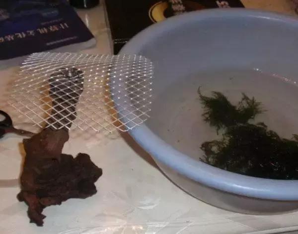 垂泪莫斯和三角莫斯火焰莫斯,莫斯水草球做法