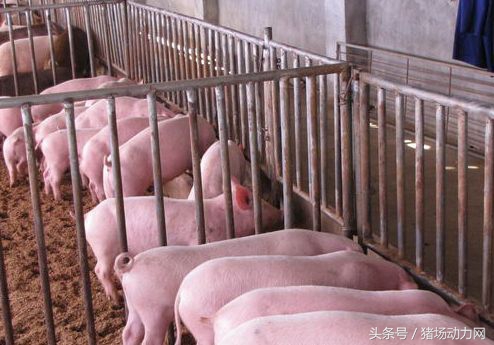 怀孕母猪不吃食怎么打针,母猪怀孕不吃不拉怎么办