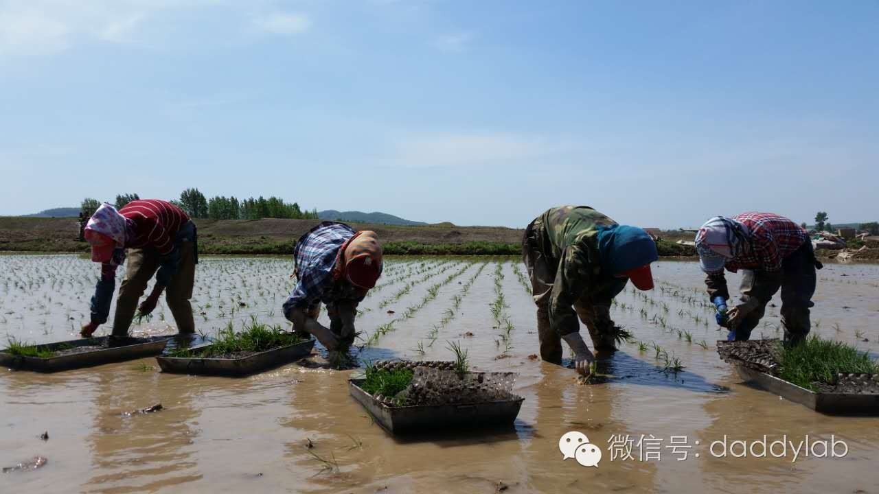 麦秸秆做的杯子安全吗,小麦秸秆杯子真的健康吗