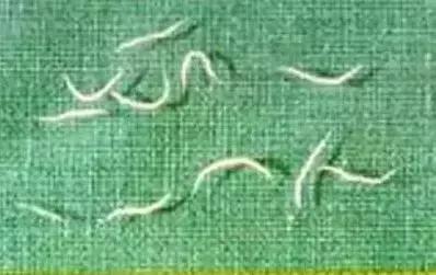 用错药对儿童有哪些危害,驱虫药用错